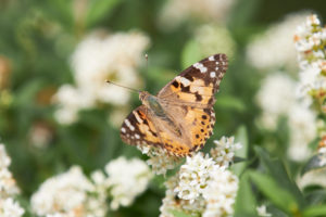 Painted Lady, Vanessa cardui Painted Lady, Vanessa cardui